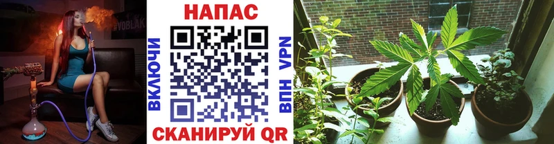 Каннабис сатива  магазин  наркотиков  Жиздра 